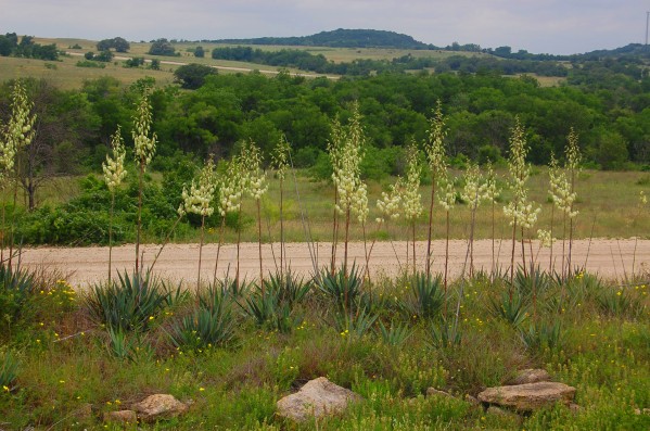 Yucca Blossoms by Ann Ciarico
